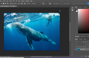 By Creating Your Free Photo Background Remover: A Simple Guide to Enhance Your Images Free Photo Background Remover